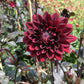 Karma Choc Dahlia