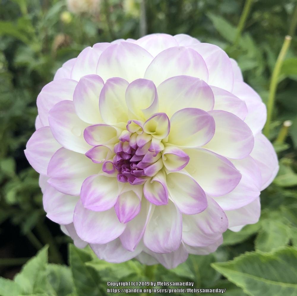 Midnight Moon Dahlia