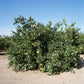 Cocktail Pummelo Hybrid Budwood citrus plant material online shopping