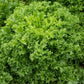 Benefine Organic Chicory