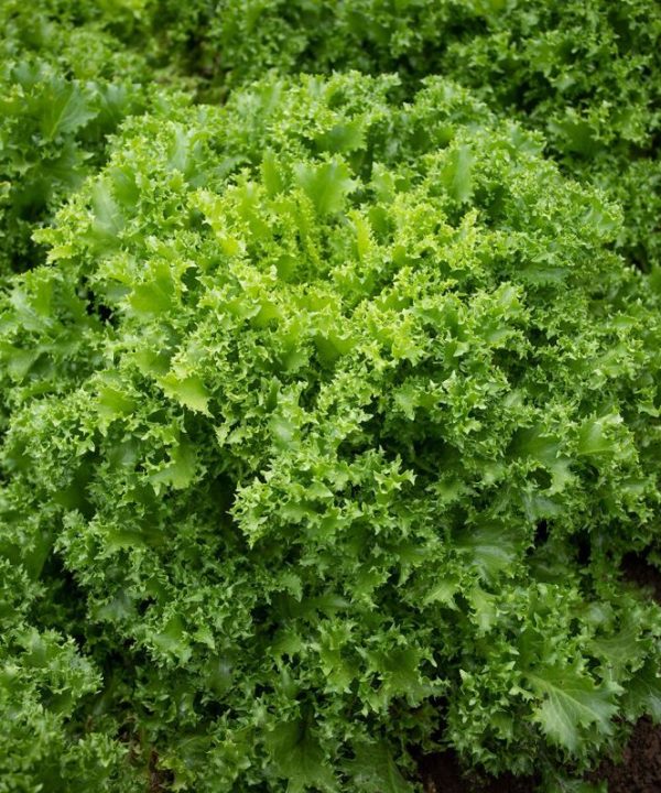 Benefine Organic Chicory