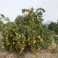 Silverhill Satsuma Mandarin Budwood citrus plant material online shopping