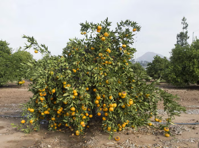 Silverhill Satsuma Mandarin Budwood citrus plant material online shopping