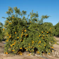 Avana Apireno Mandarin Budwood citrus plant material online shopping