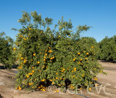 Avana Apireno Mandarin Budwood citrus plant material online shopping