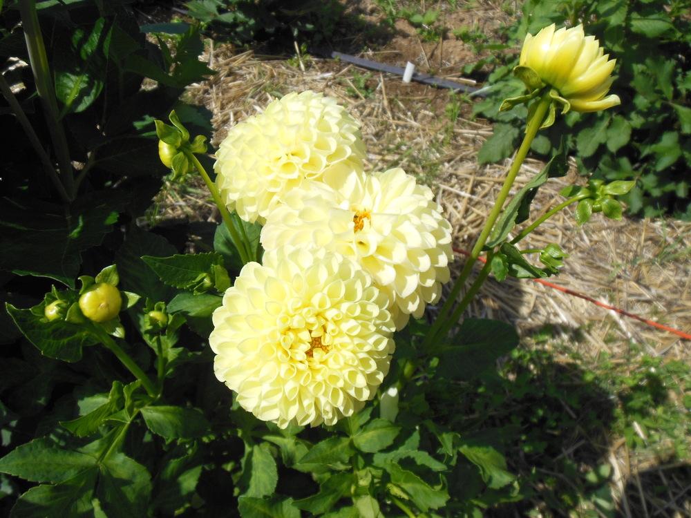 Polventon Supreme Dahlia