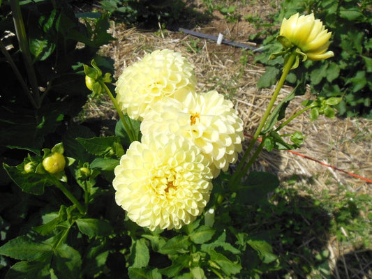 Polventon Supreme Dahlia