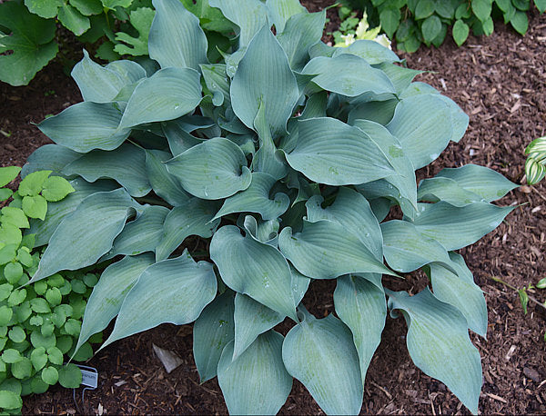 Flemish Steel Hosta Plants online shopping