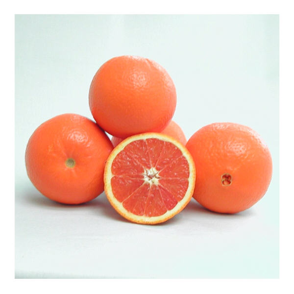 Cara Cara Pigmented Navel Orange Budwood citrus plant material online shopping