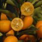 Nagami Kumquat Budwood citrus plant material online shopping