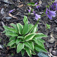 Little Wonder Hosta