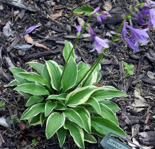 Little Wonder Hosta
