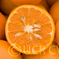 Kinnow Mandarin Hybrid Budwood citrus plant material online shopping