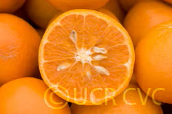 Kinnow Mandarin Hybrid Budwood citrus plant material online shopping