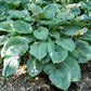Ruffles N Ridges Hosta Plants online shopping
