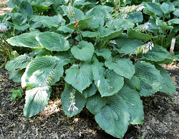 Ruffles N Ridges Hosta Plants online shopping