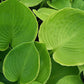 UFO Hosta Plants online shopping