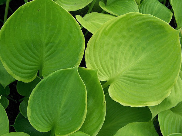 UFO Hosta Plants online shopping