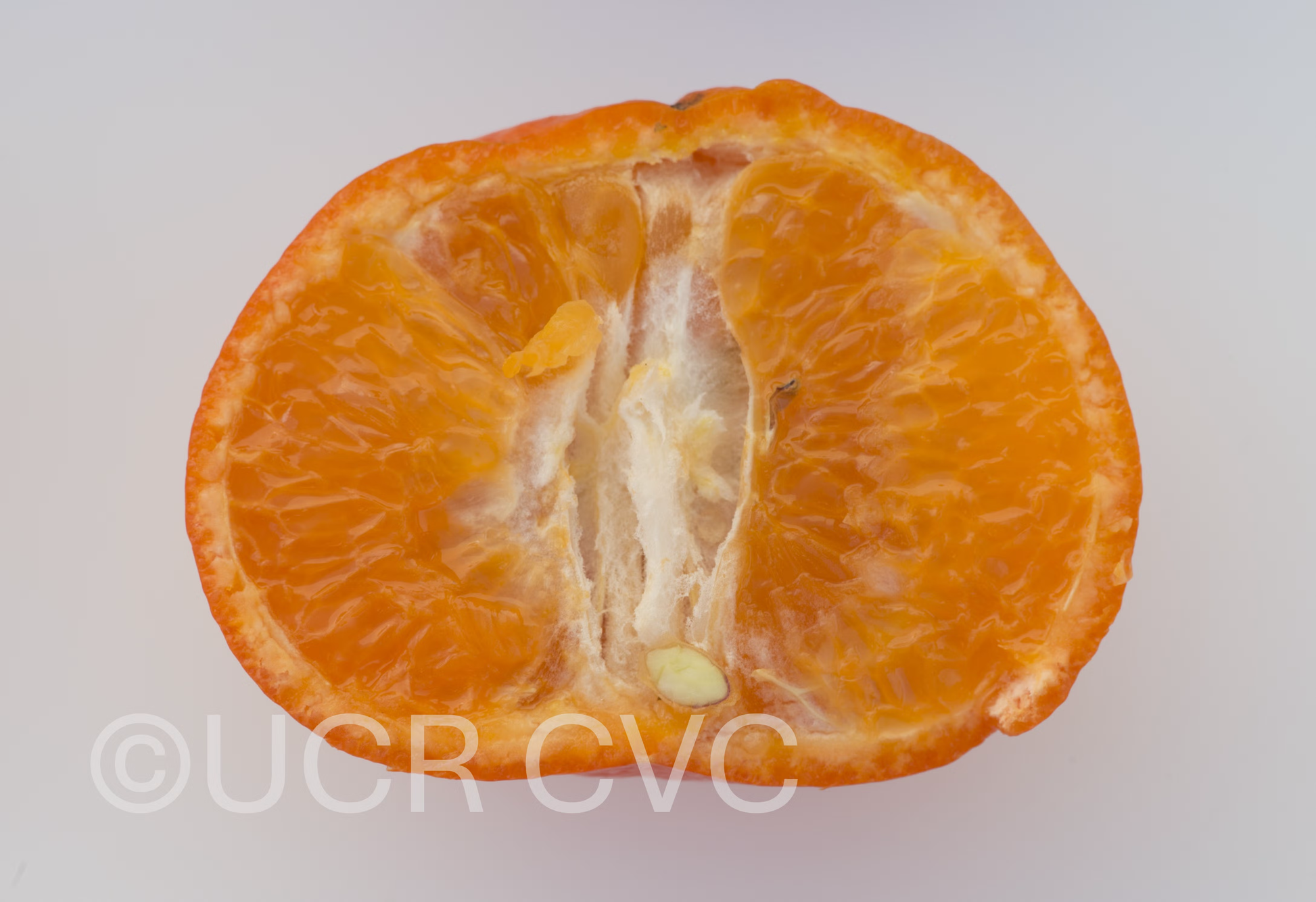 Tieu Mandarin Budwood citrus plant material online shopping