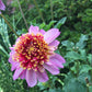 Twilite Dahlia Plants online shopping