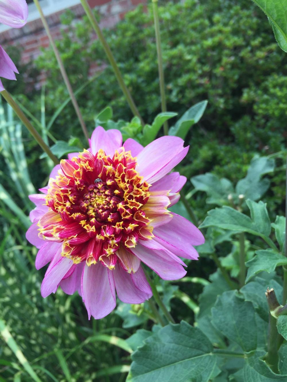Twilite Dahlia Plants online shopping