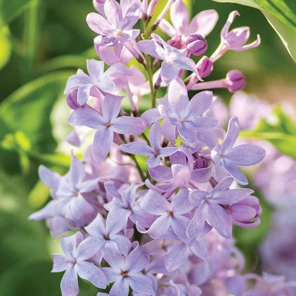Bloomables® New Age™ Lavender Lilac lilac plant online shopping