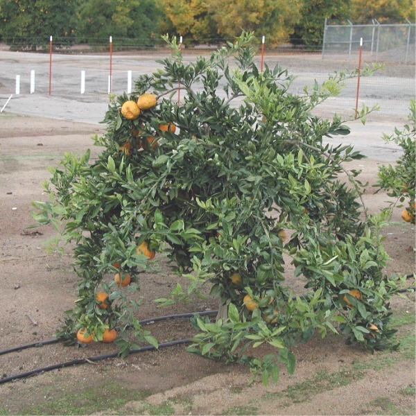 Xie Shan Satsuma Mandarin Budwood citrus plant material online shopping