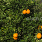 Ambersweet Orange Budwood citrus plant material online shopping