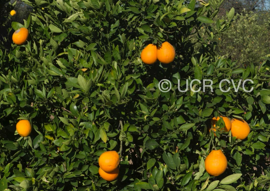 Ambersweet Orange Budwood citrus plant material online shopping