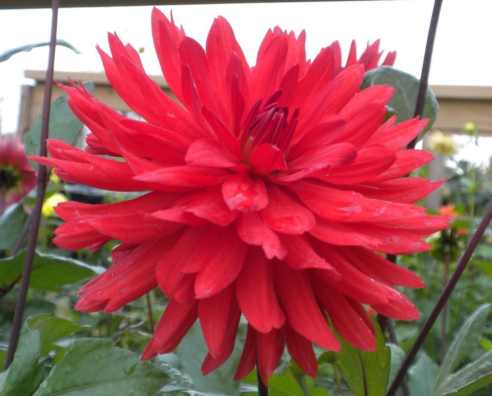 Dare Devil Dahlia