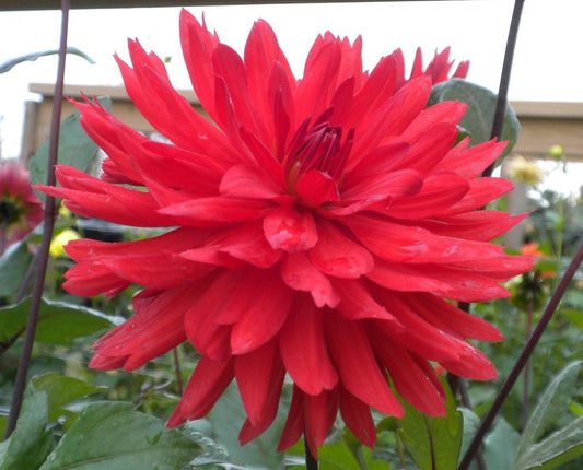 Dare Devil Dahlia