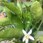Nippon Orangequat Budwood citrus plant material online shopping