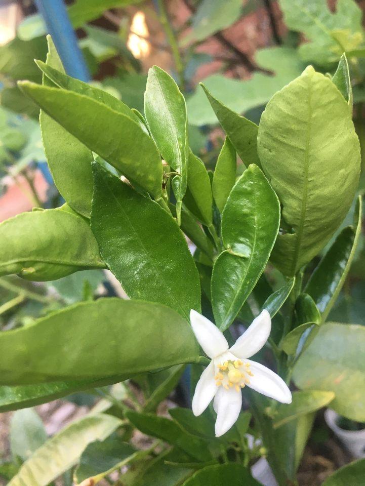 Nippon Orangequat Budwood citrus plant material online shopping