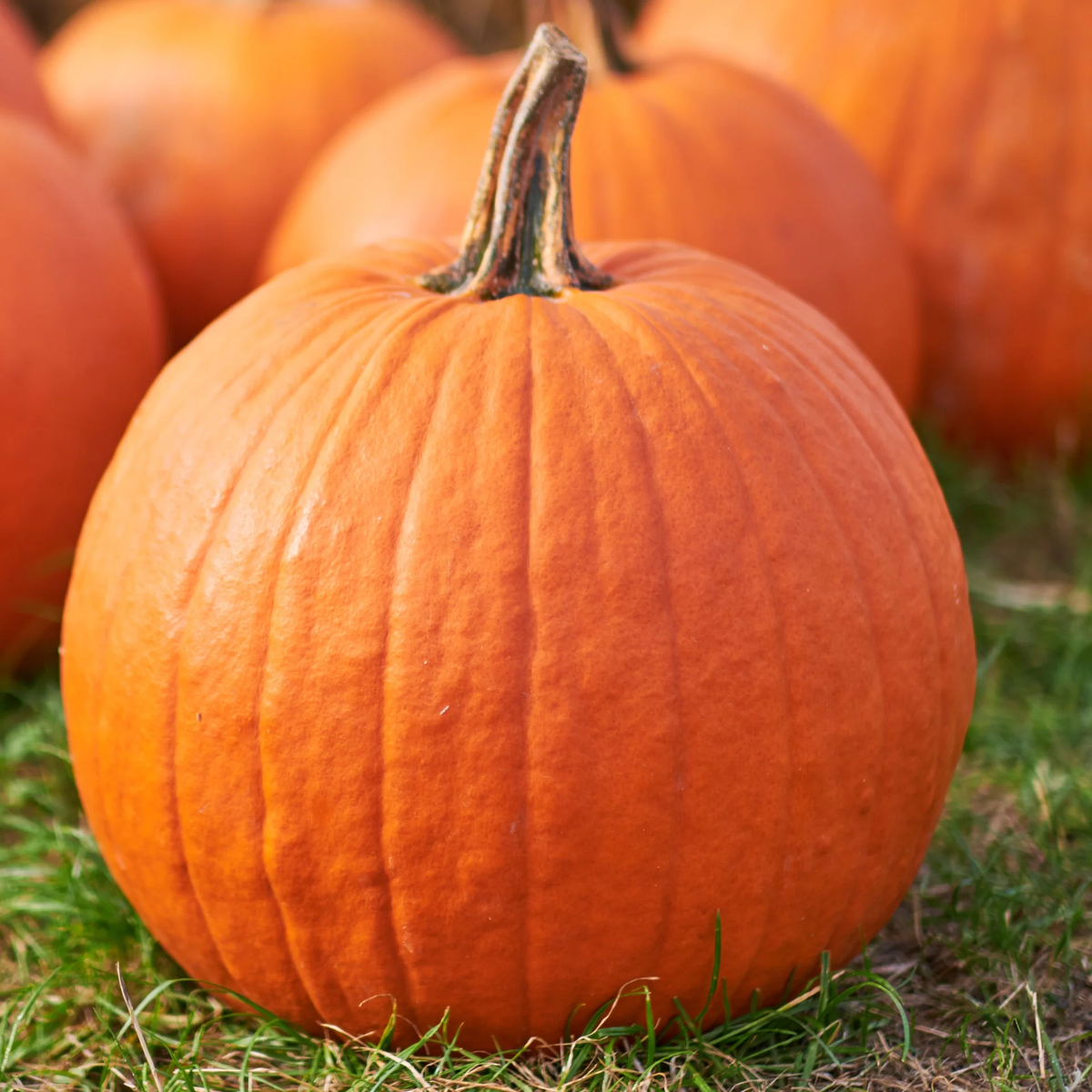 Neon F1 Pumpkin Seeds online shopping