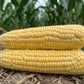 Equinox F1 Corn