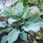Frisian Misty Sky Hosta Plants online shopping