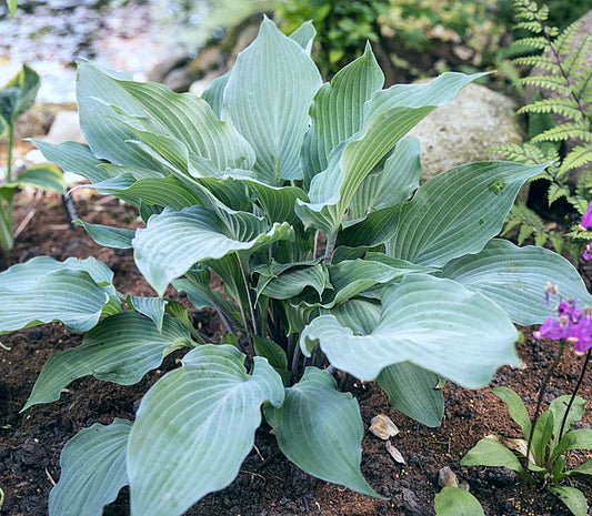 Frisian Misty Sky Hosta Plants online shopping