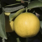 Mary Ellen Sweet Lime Budwood citrus plant material online shopping
