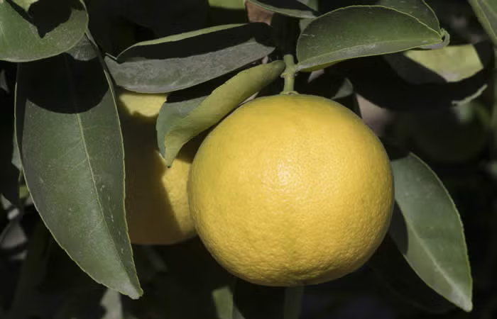 Mary Ellen Sweet Lime Budwood citrus plant material online shopping
