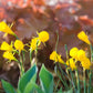 Golden Bells Narcissus Bulbs