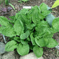 Goober Hosta Plants online shopping