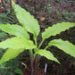 Kempen Waving Shadow Hosta Plants online shopping