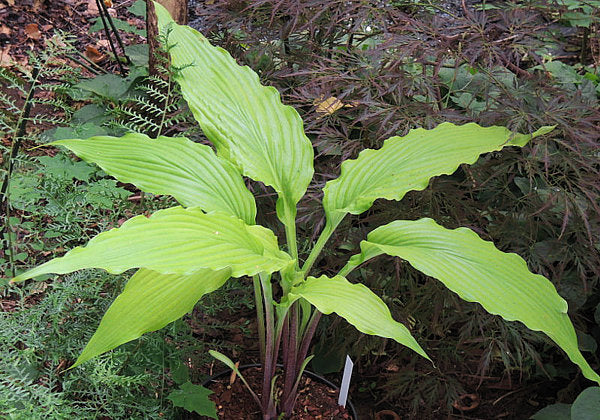 Kempen Waving Shadow Hosta Plants online shopping