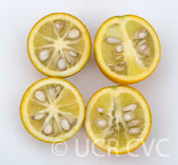 Troyer Citrange Trifoliate Hybrid Budwood citrus plant material online shopping
