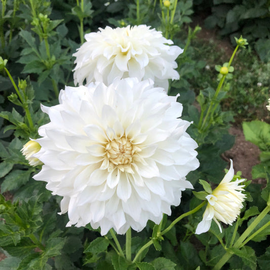 Hakuyou Dahlia