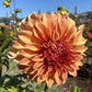 Steve Meggos Dahlia