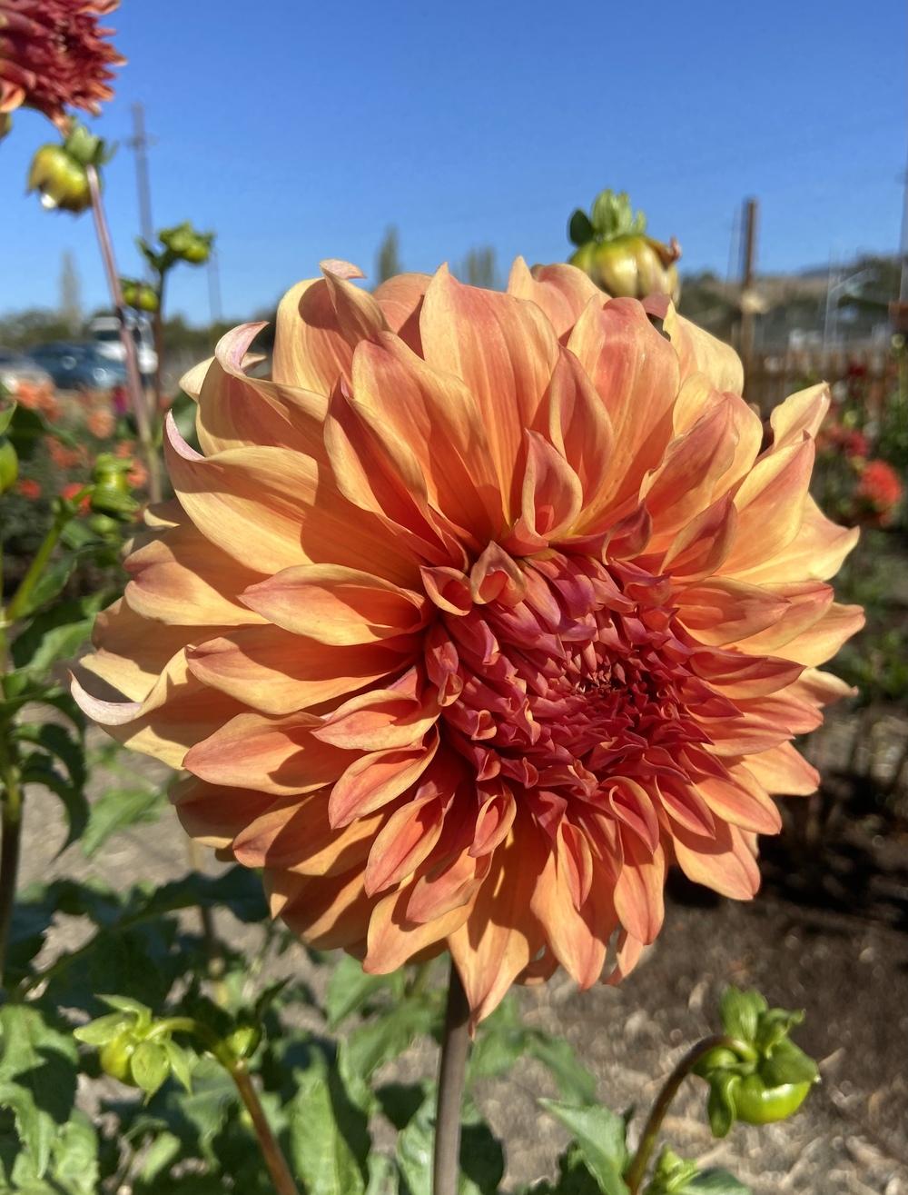 Steve Meggos Dahlia