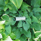 Over The Waves Hosta Plants online shopping