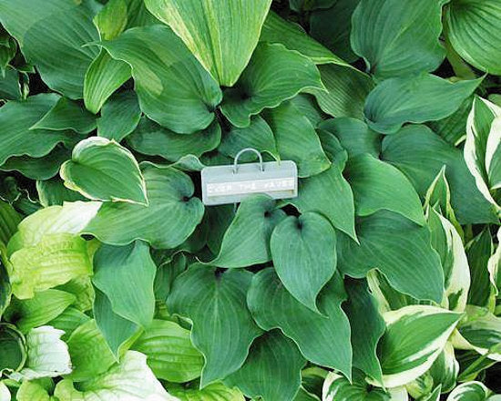 Over The Waves Hosta Plants online shopping