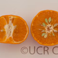 Encore Mandarin Budwood citrus plant material online shopping